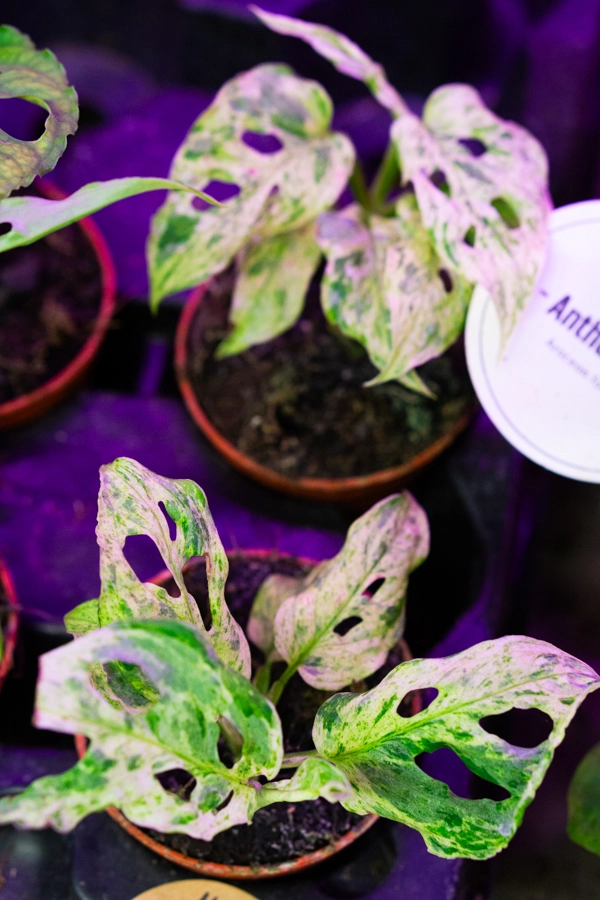 Baby Monstera adansonii Frozen Freckles