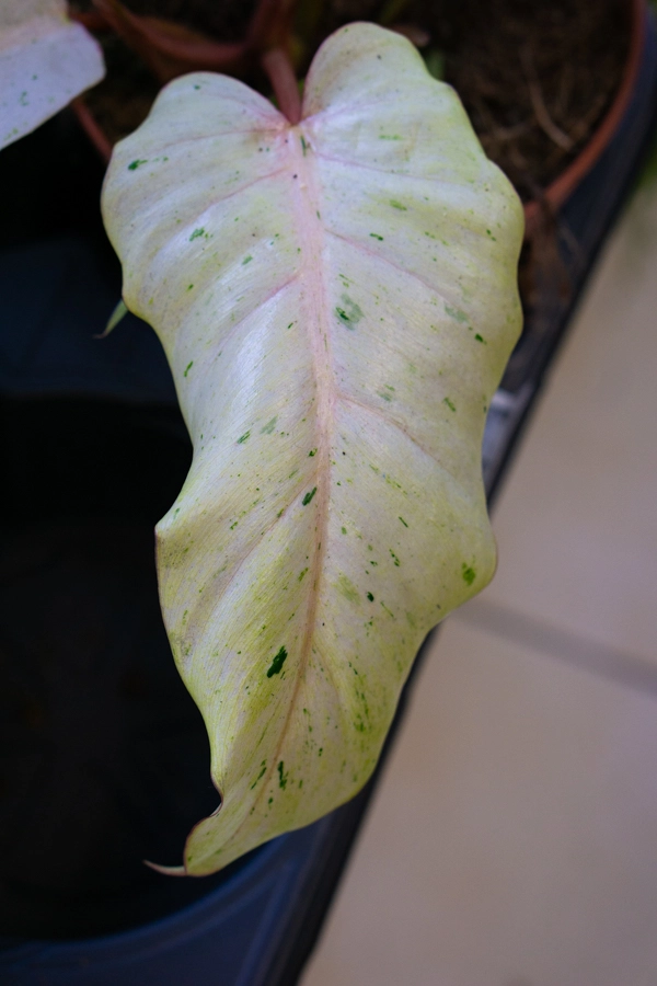 Baby Philodendron Snowdrift