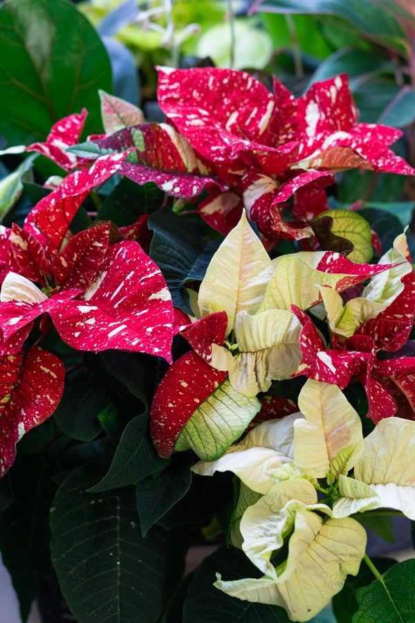 Vianocna ruza/ Poinsettia variegata