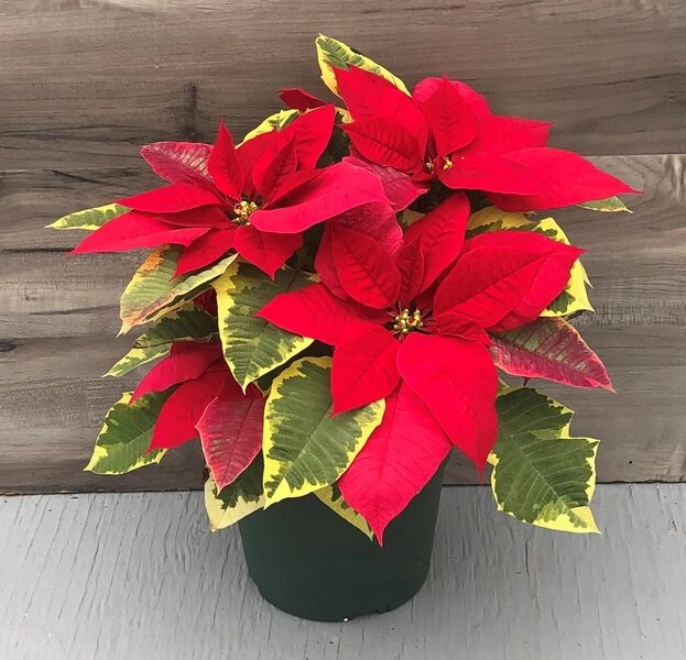 Vianocna ruza/ Poinsettia Red Tapestry