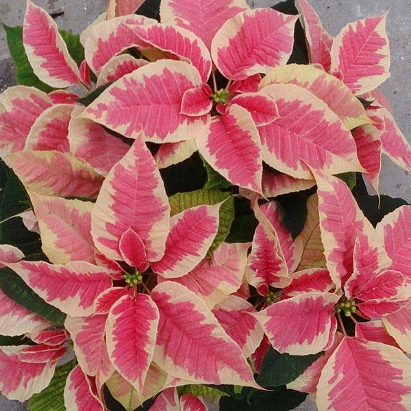 Vianocna ruza/ Poinsettia Beauty Marble