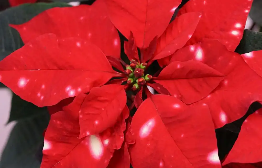 Vianocna ruza/ Poinsettia Sky Star