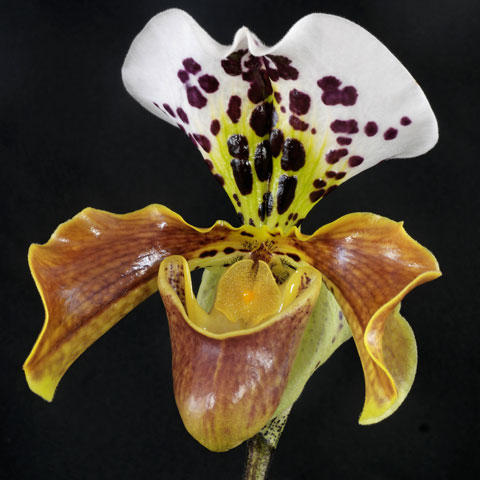 Paphiopedilum American hybrid