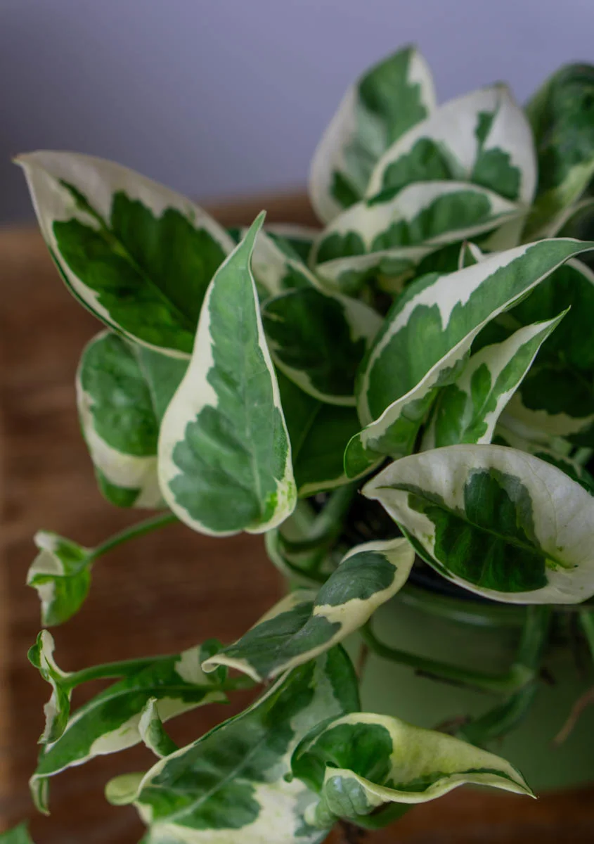 Epipremnum Aureum N'Joy (Zachran ma)