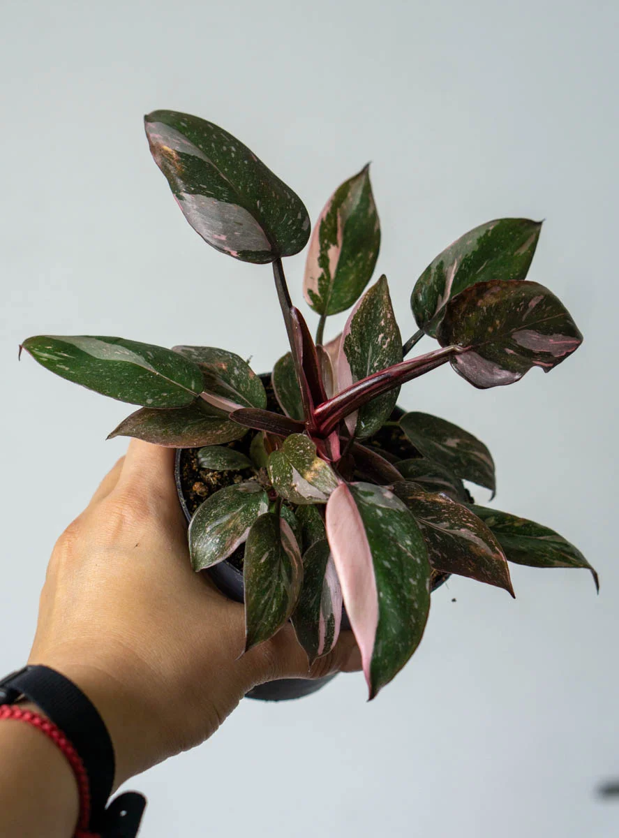 Philodendron Pink Princess Marble