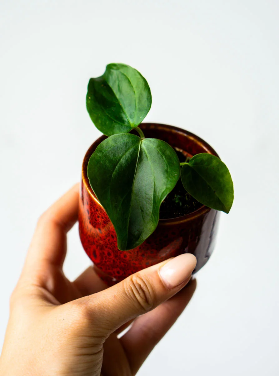 Baby Anthurium Queen of Hearts