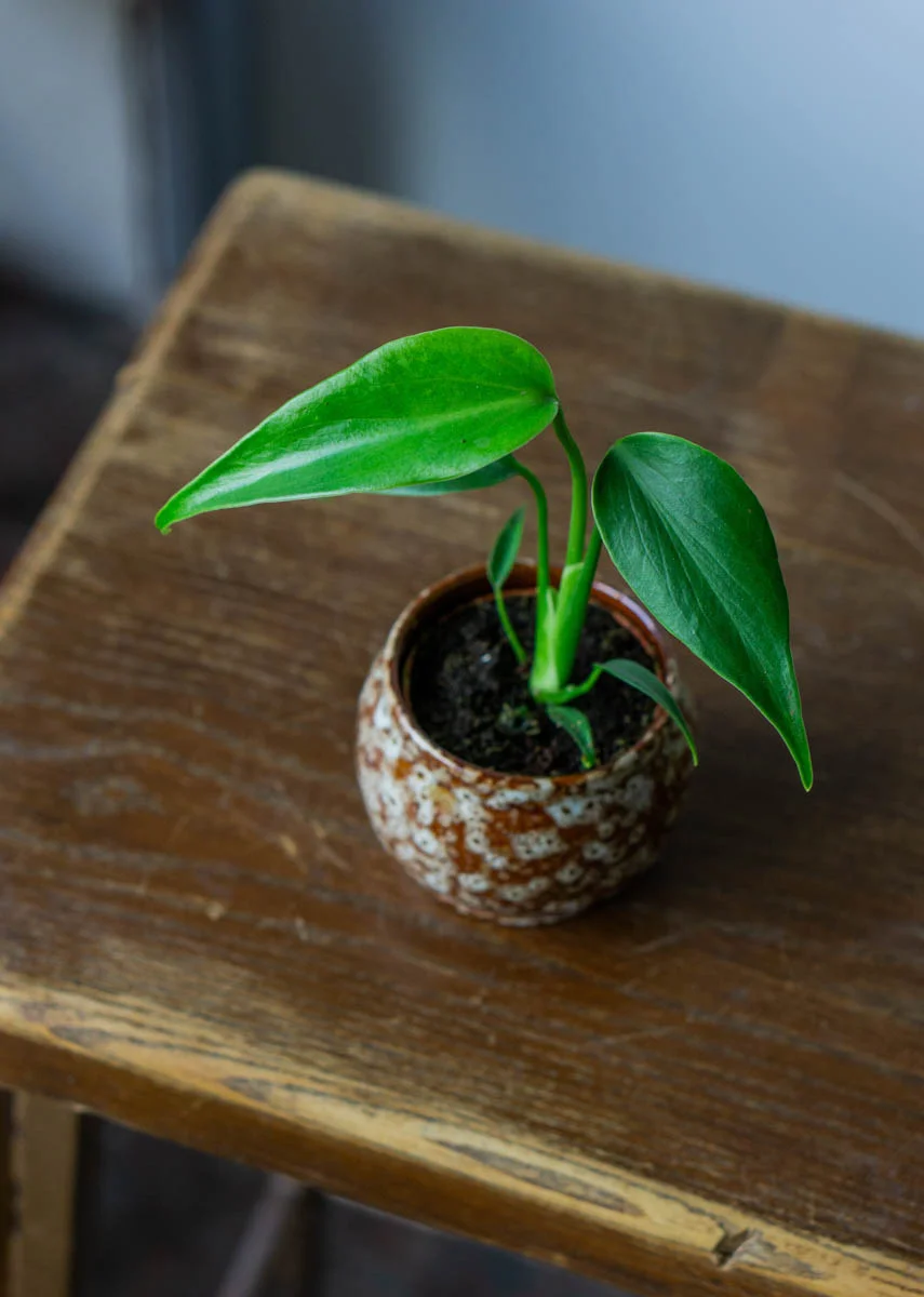 ?? Baby Monstera Burle marx flame ??