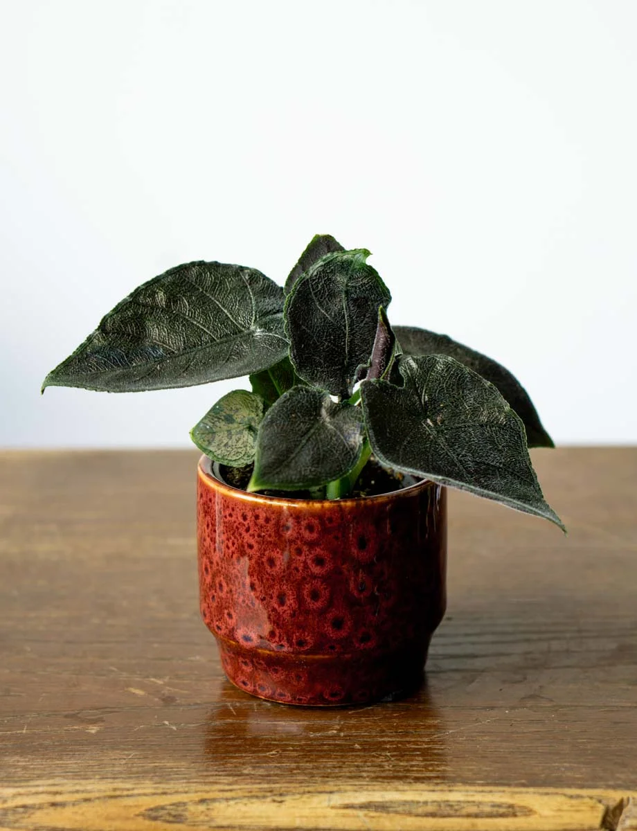 Baby Alocasia Antoro velvet