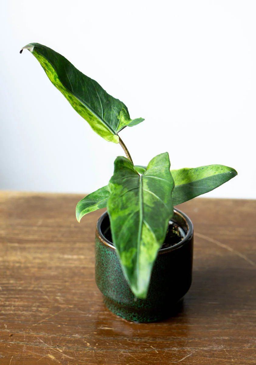 Baby Alocasia Lauterbachiana variegata (Zachran ma)