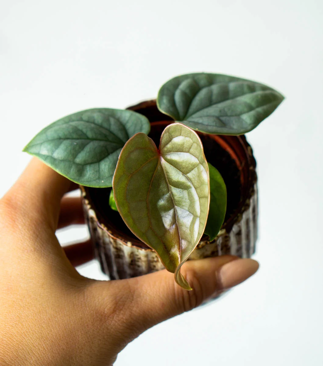 Baby Anthurium Luxurians platinum