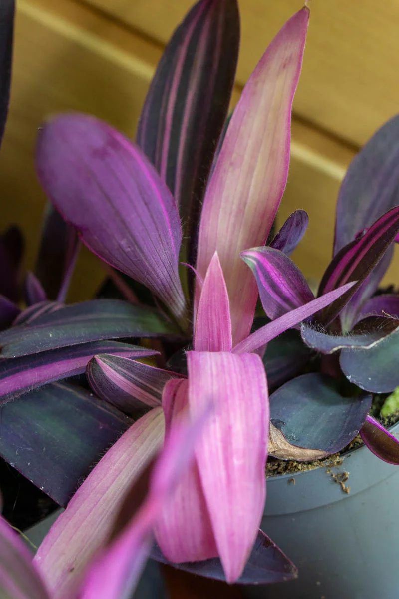 Tradescantia Purple Queen / Pallida (Sitara Pink)
