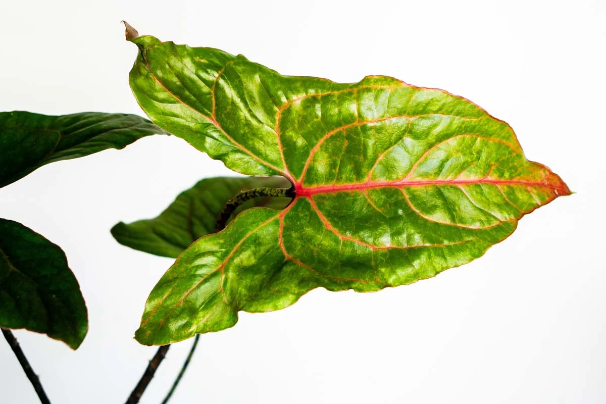 Alocasia Cyrtosperma Jhonstonii Black Jack (Zachran ma)