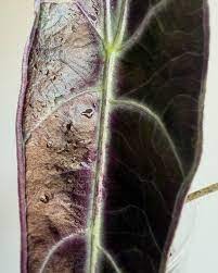 Alocasia Longiloba Purple