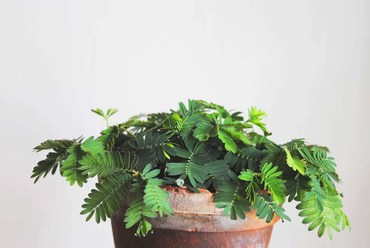 Mimosa Pudica - Citlivka