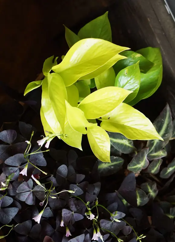 Epipremnum Aureum "Neon"