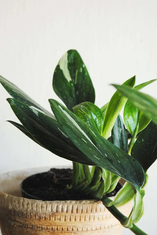 Monstera Standleyana Variegata
