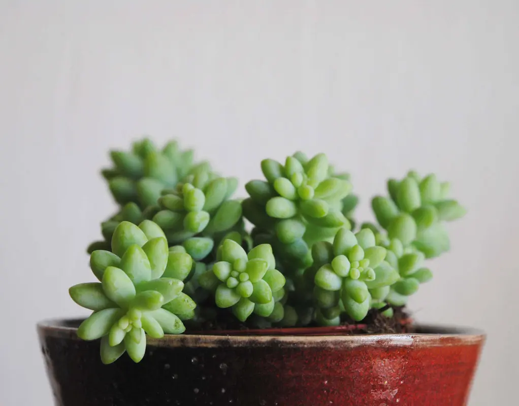 Sedum Burrito