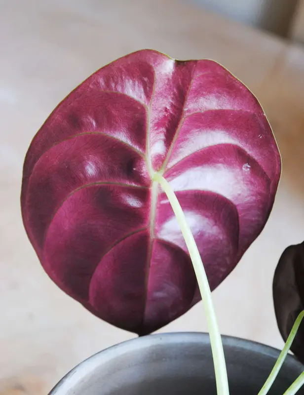 Alocasia Cuprea "Red Secret"