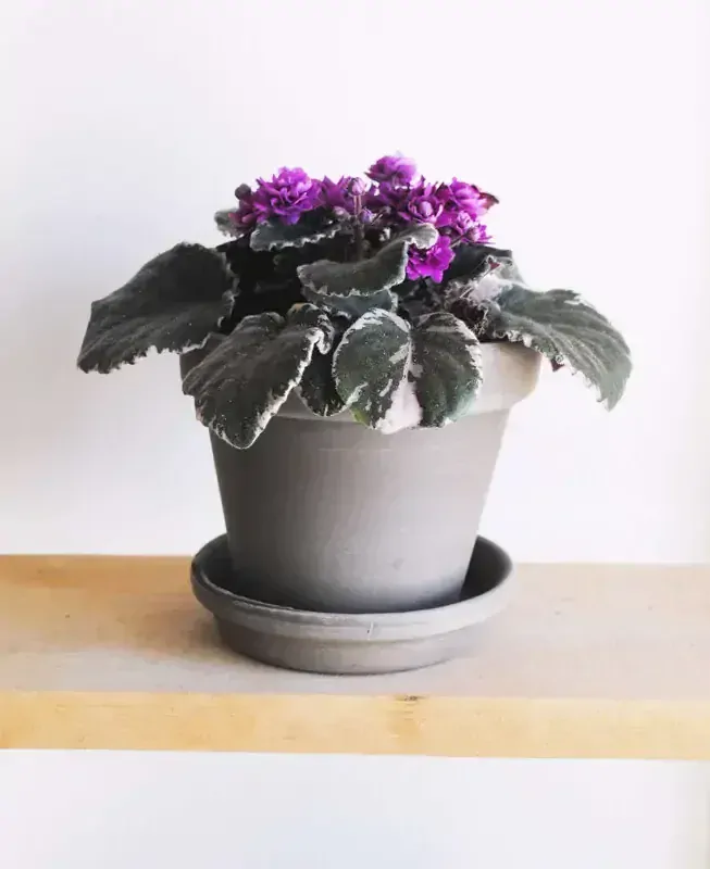 Saintpaulia Hovariagata variegata - exclusive / Panasovana africka fialka