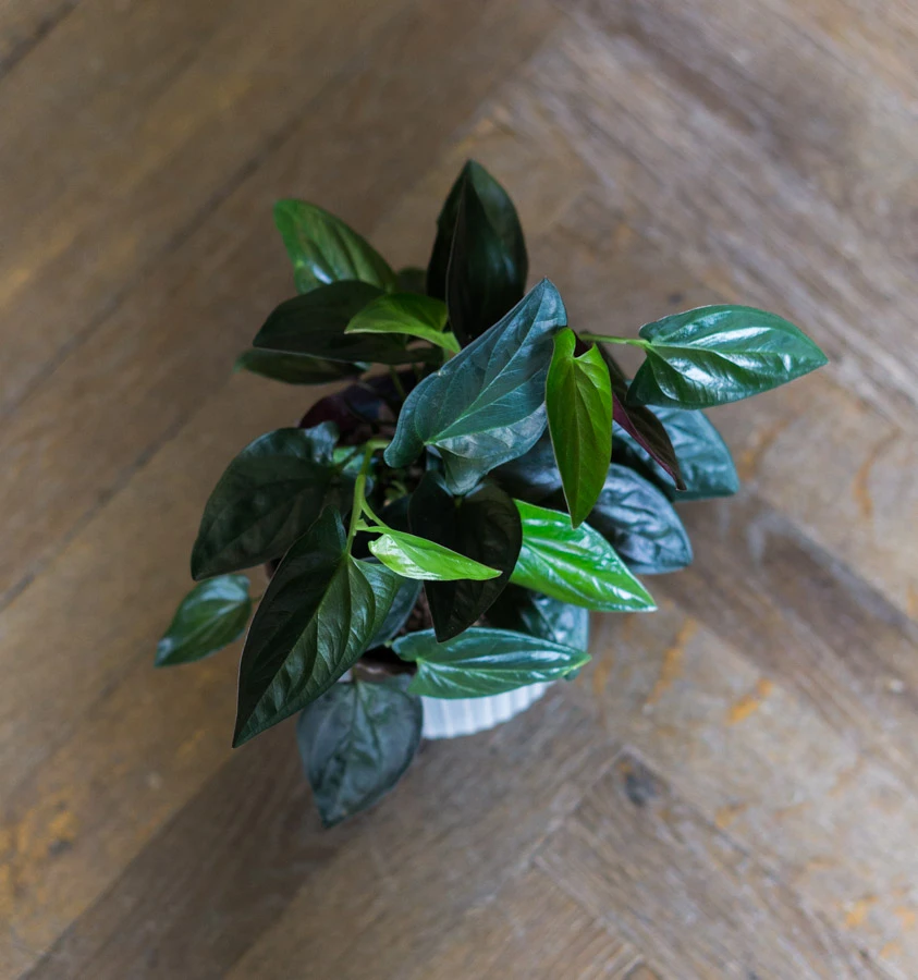Syngonium Erythrophyllum Red Arrow