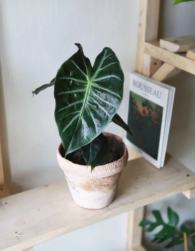 Alocasia Pink Dragon (zachran ma)