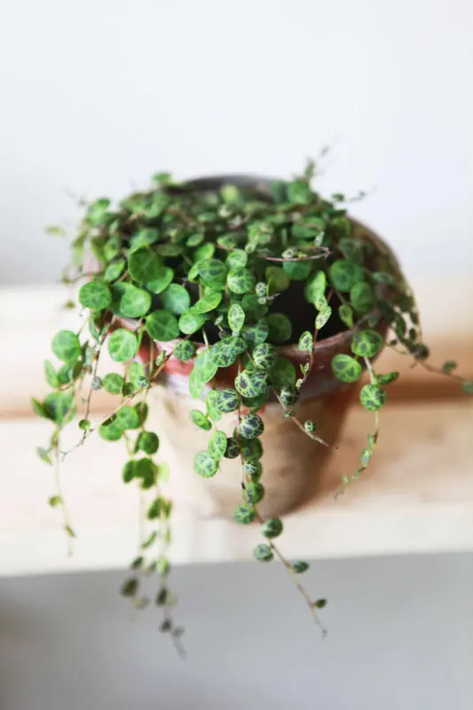 Peperomia Prostrata (Zachran ma)