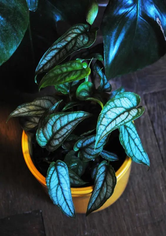 Monstera Siltepecana