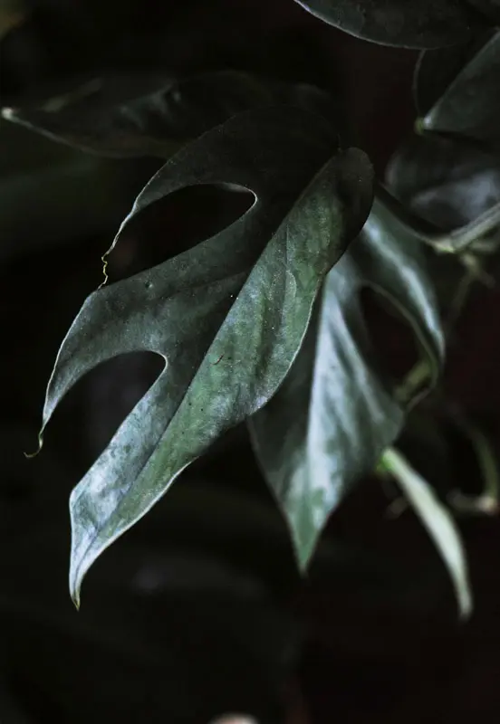 Epipremnum pinnatum "Blue form"