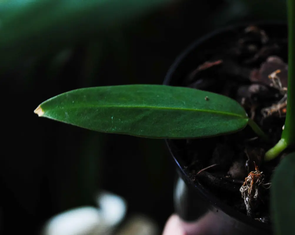 Baby QUEEN Anthurium Warocqueanum (seedling)