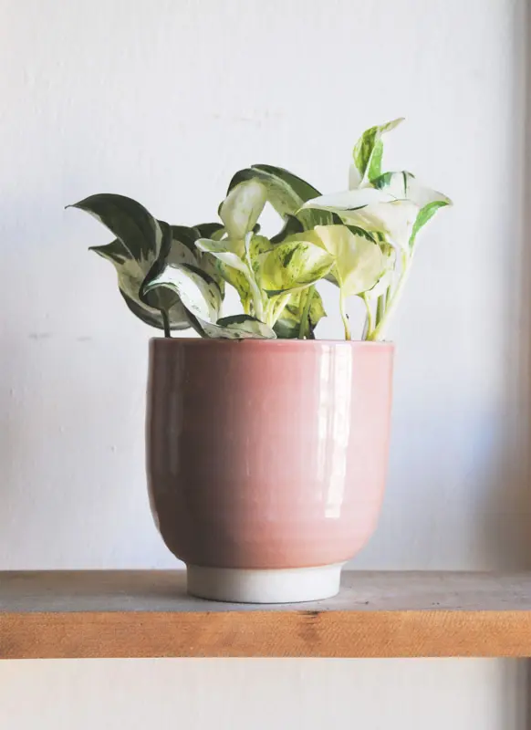 Epipremnum Aureum "Manjula" - Happy Leaf