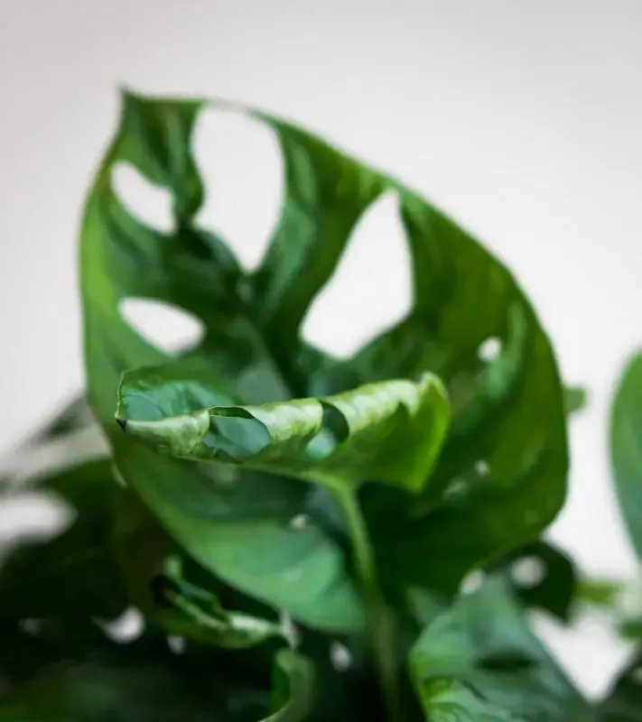 Set Monstera Adansonii s Aroidom