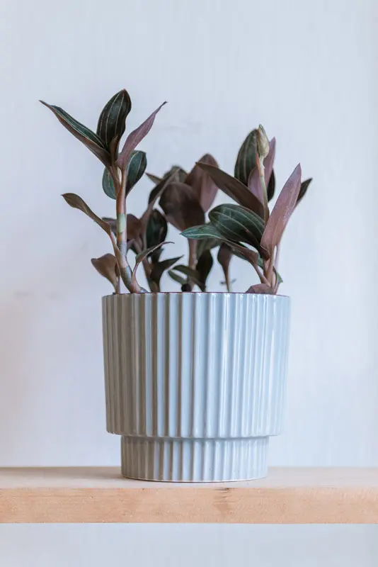 Ludisia Discolor- Jewel Orchid