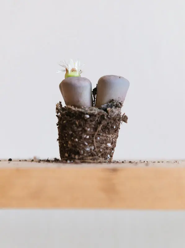 Baby Lithops /single/ mix (Zachran ma)