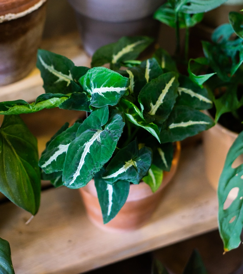 Syngonium Wendlandii