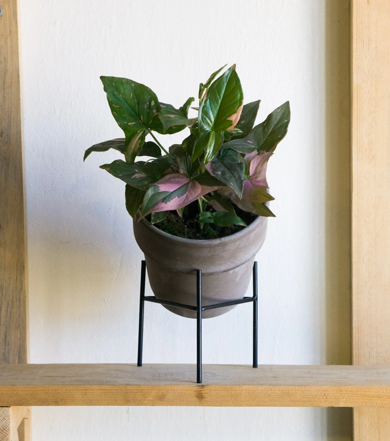 Syngonium Pink Splash (huste)