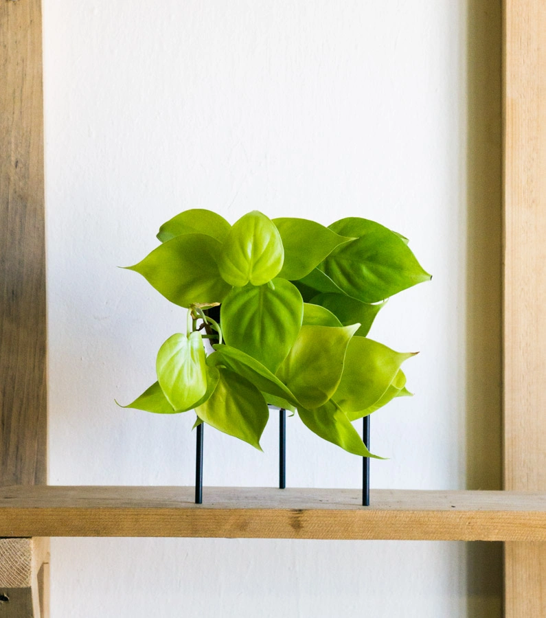 Baby Philodendron Micans Lemon lime