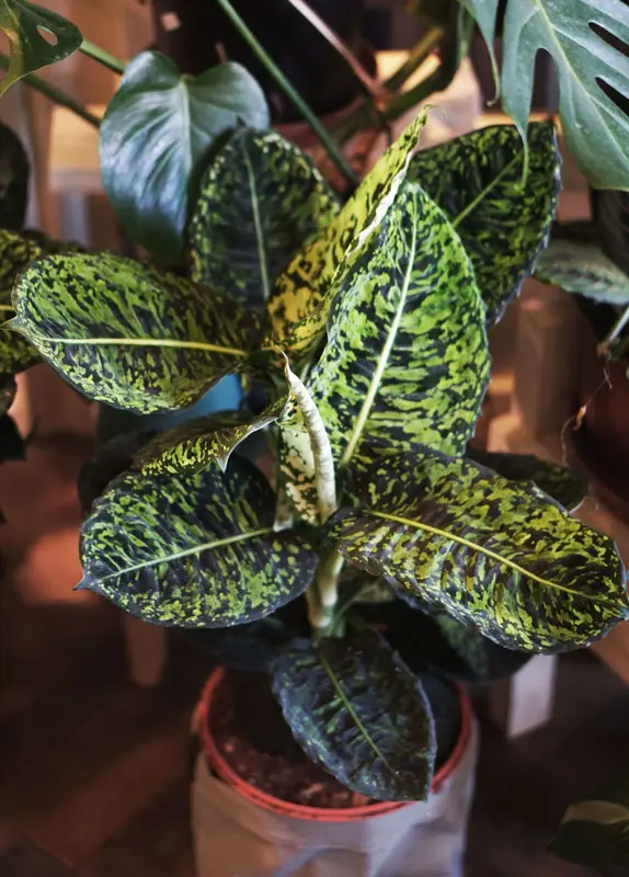 Dieffenbachia Reflector (XL) LEN OSOBNE