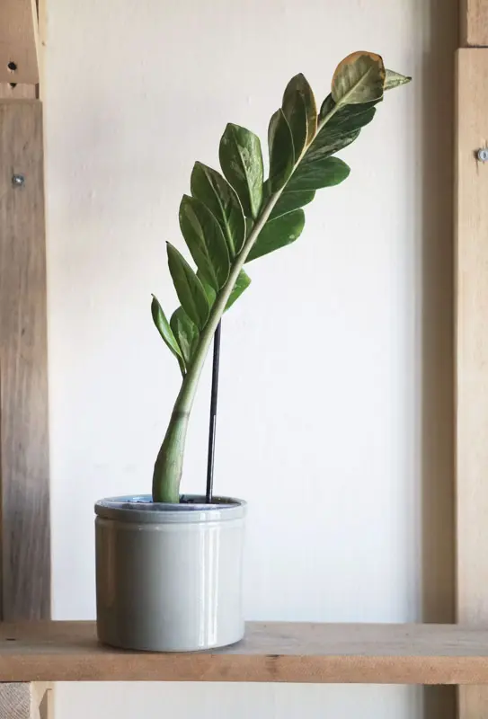 Zamioculcas variegata