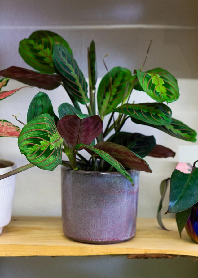 Maranta Leuconeura "Fascinator" - erythroneura
