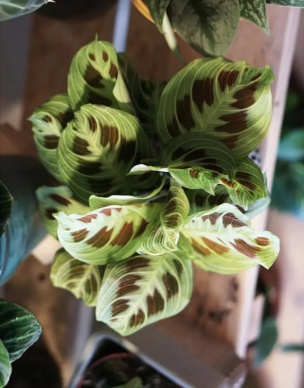Maranta Light Veins (Zachran ma)