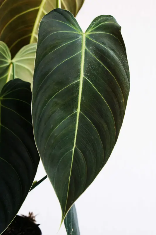 Philodendron Melanochrysum (L) (Zachran ma)