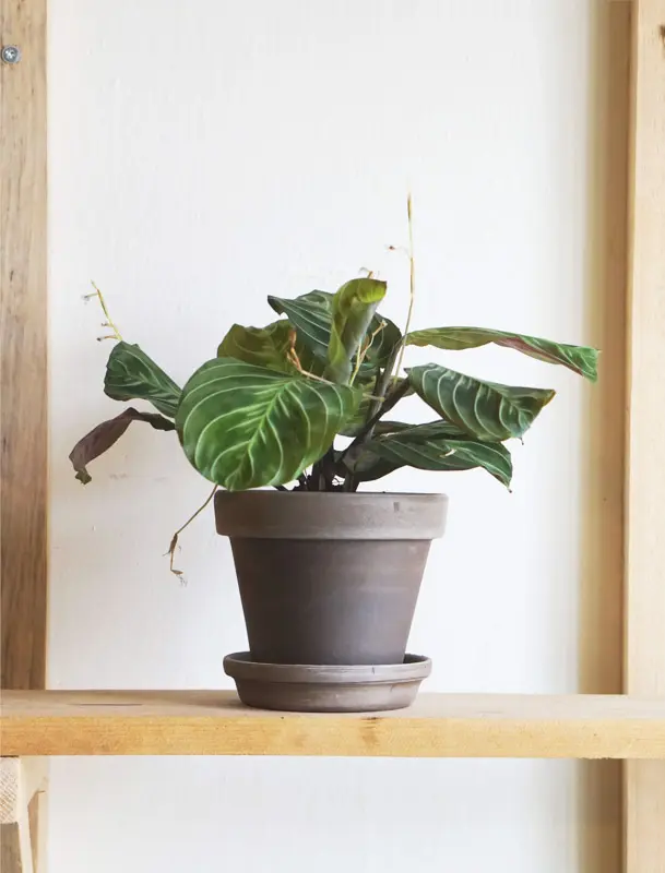 Maranta NoID "Cat Moustache" exclusive