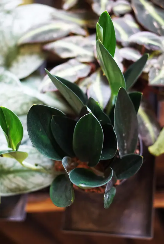 Scindapsus treubii "Dark form"