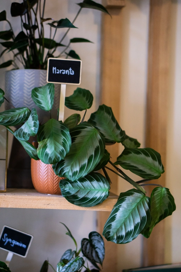 Maranta Silver Band (Zachran ma)