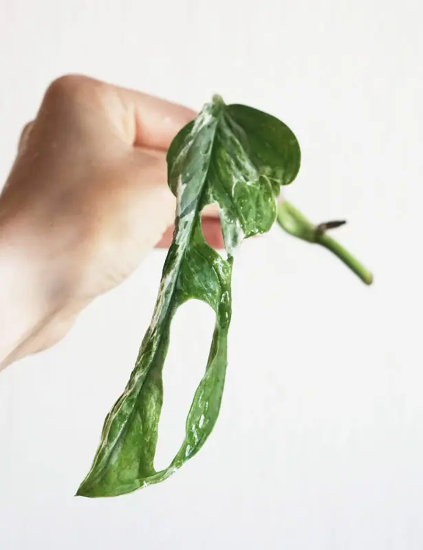 Odrezok Monstera adansonii MINT /Indonesian form