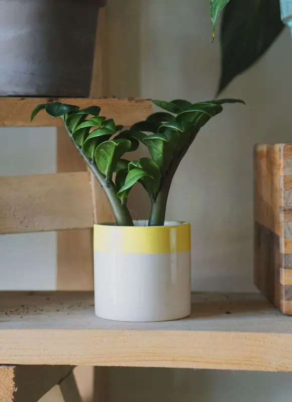 Baby Zamioculcas Zenzi