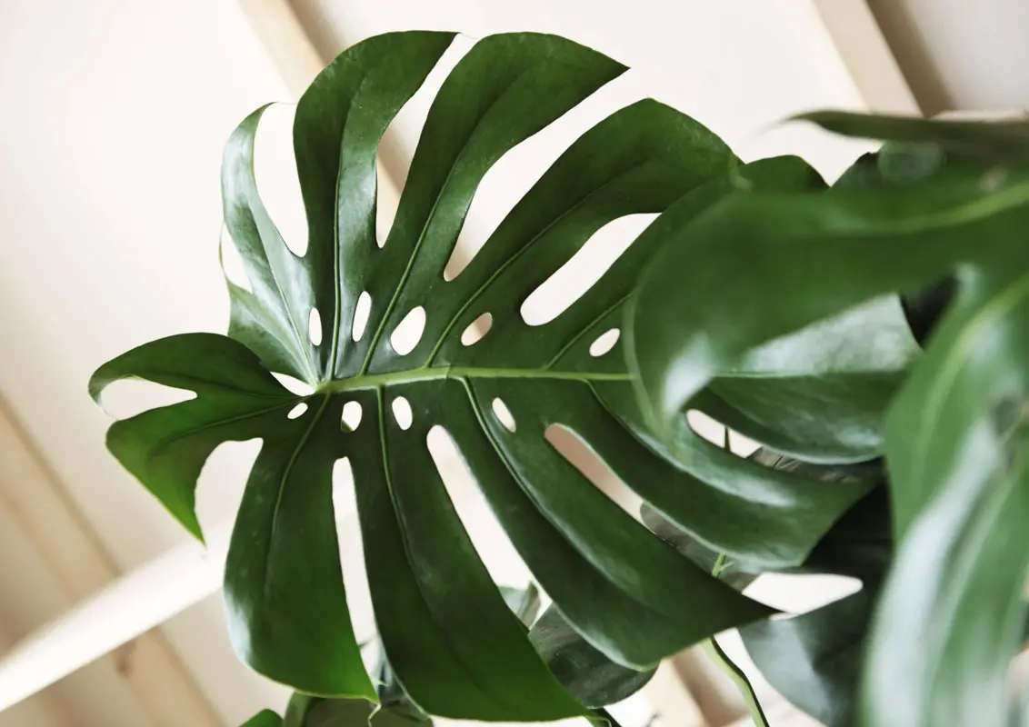 Monstera Deliciosa prava (Len osobne)