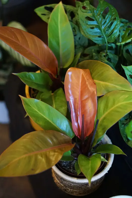 Philodendron Red Sun