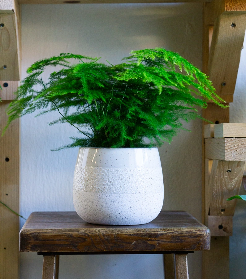 Asparagus Setaceus Plumosus