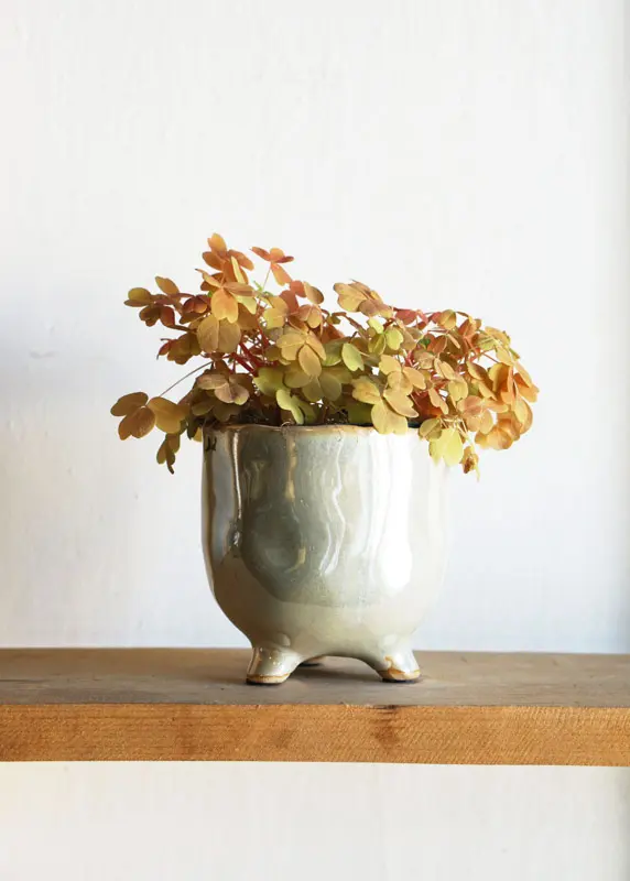 Oxalis spiralis vulcanicola "Sunset velvet"